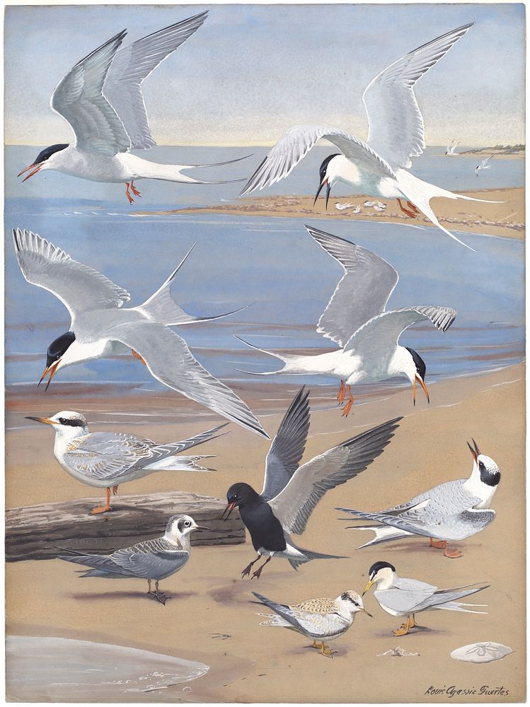             Panel 8: Artic Tern, Roseate Tern, Forster's Tern, Common Tern, Black Tern, Least Tern           by Louis…
