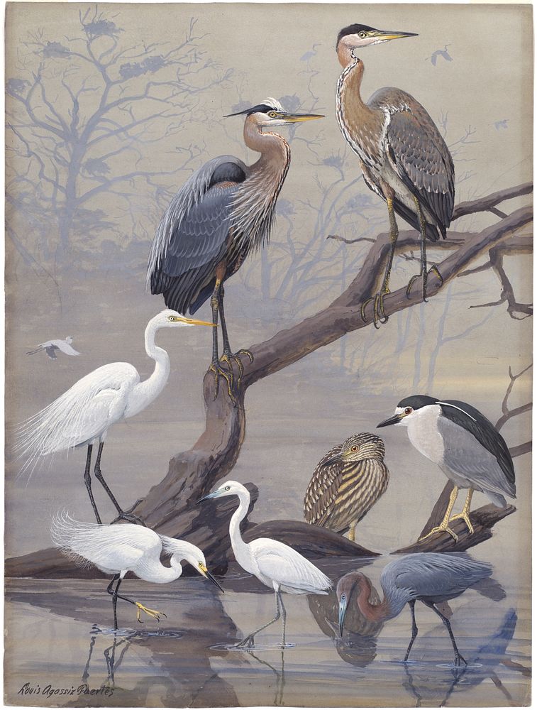             Panel 22: Great Blue Heron, American Egret, Black-crowned Night Heron, Snowy Egret, Little Blue Heron          …