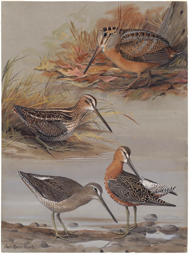             Plate 25: Woodcok, Wilson's Snipe, Dowitcher           by Louis Agassiz Fuertes