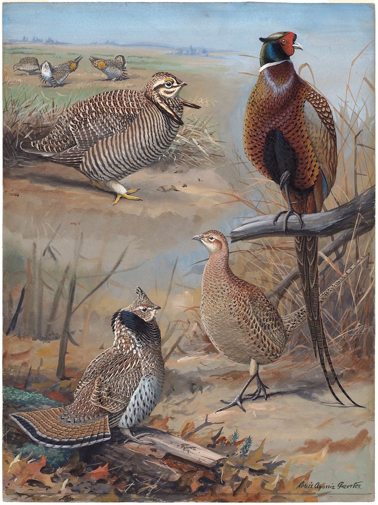             Plate 35: Heath Hen, Ring-necked Pheasant, Ruffed Grouse           by Louis Agassiz Fuertes