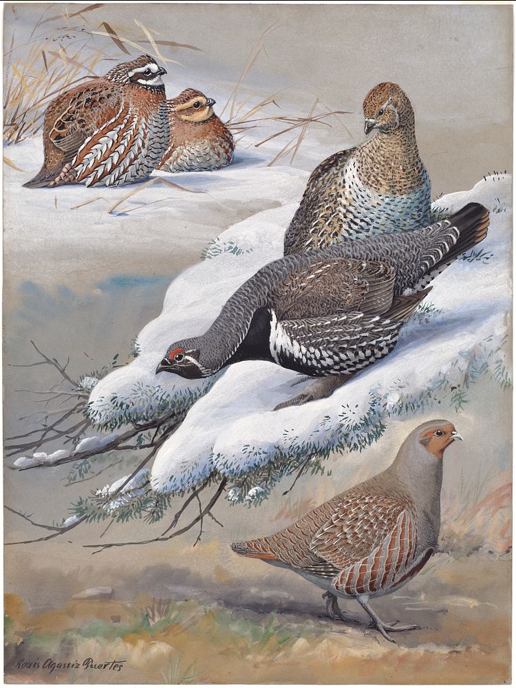             Plate 34: Bob-white, Spruce Partridge, European Partridge           by Louis Agassiz Fuertes