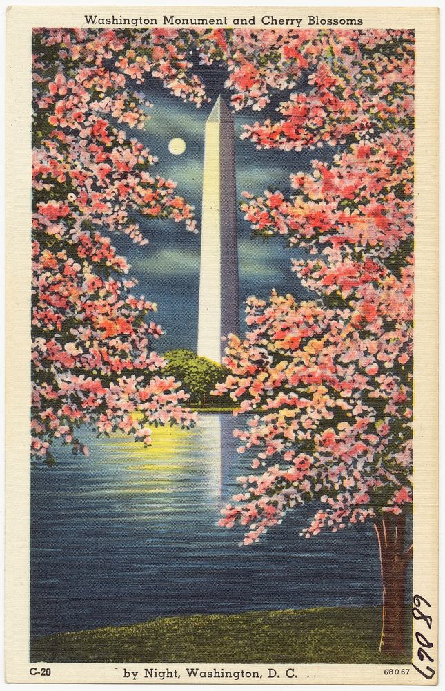             Washington Monument and Cherry Blossoms by night, Washington, D. C.          