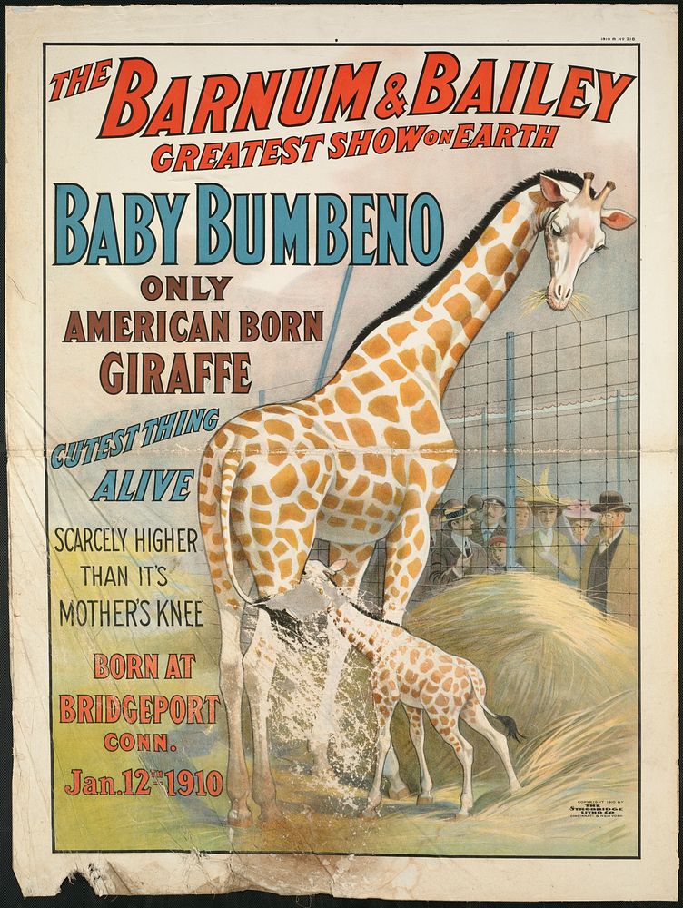             The Barnum & Bailey greatest show on earth : Baby Bumbeno, only American born giraffe, cutest thing alive       …