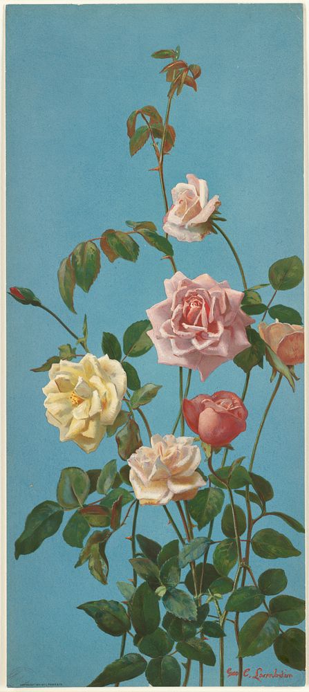            Roses with blue background          
