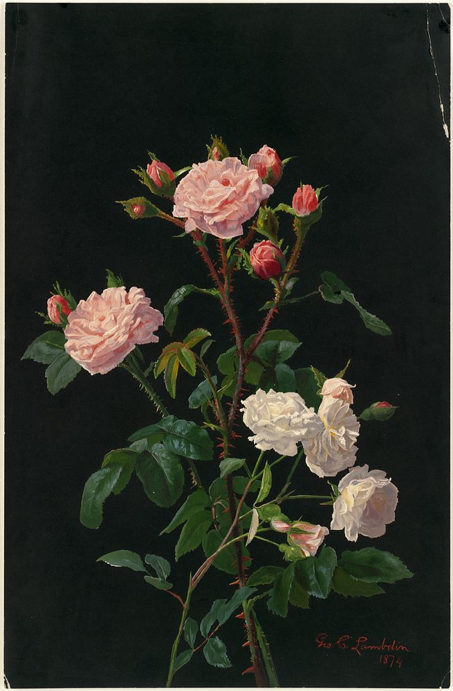             Pink and white roses          