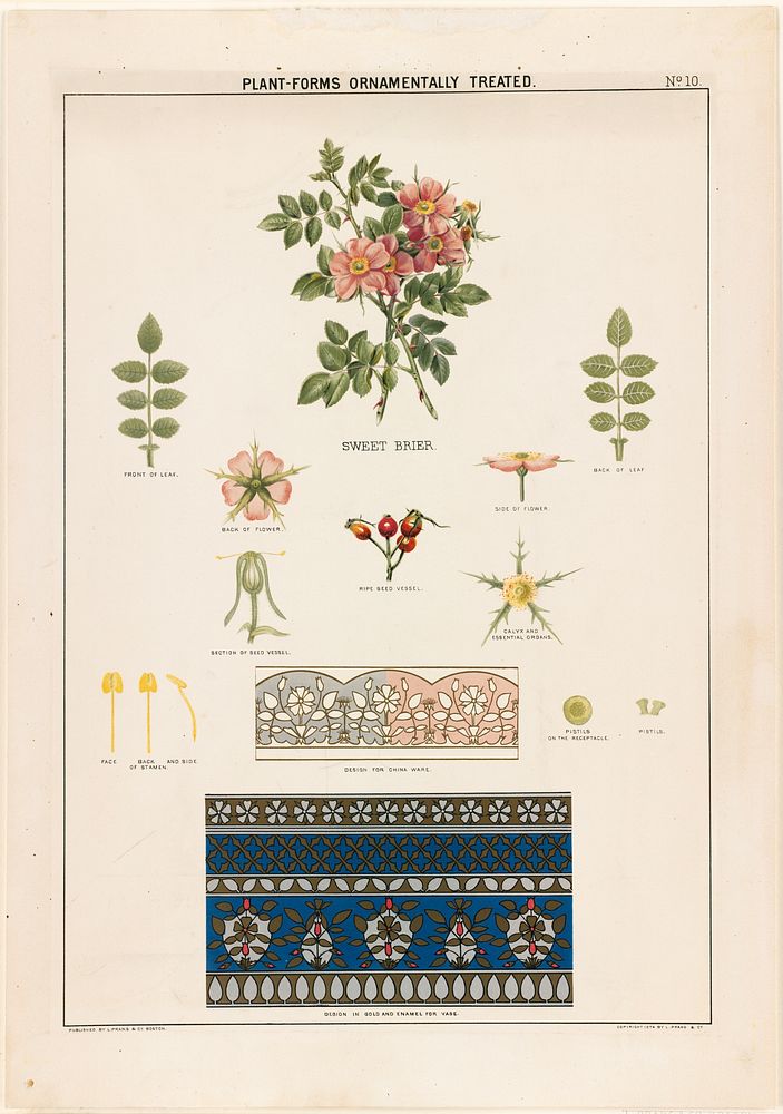             Plant-forms ornamentally treated - sweet briar          