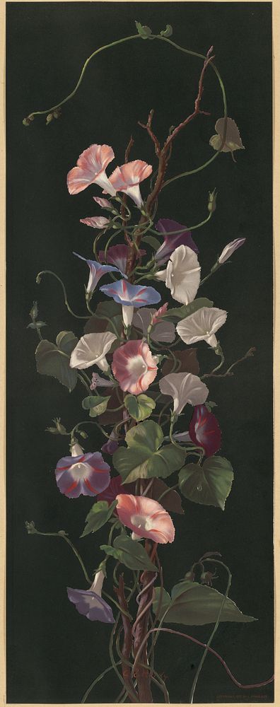             Morning glories          