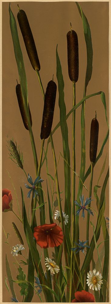             Bulrushes          