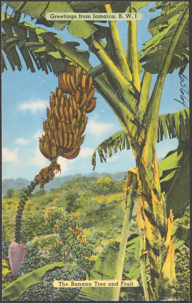             Greetings from Jamaica, B.W.I. The banana tree and fruit          