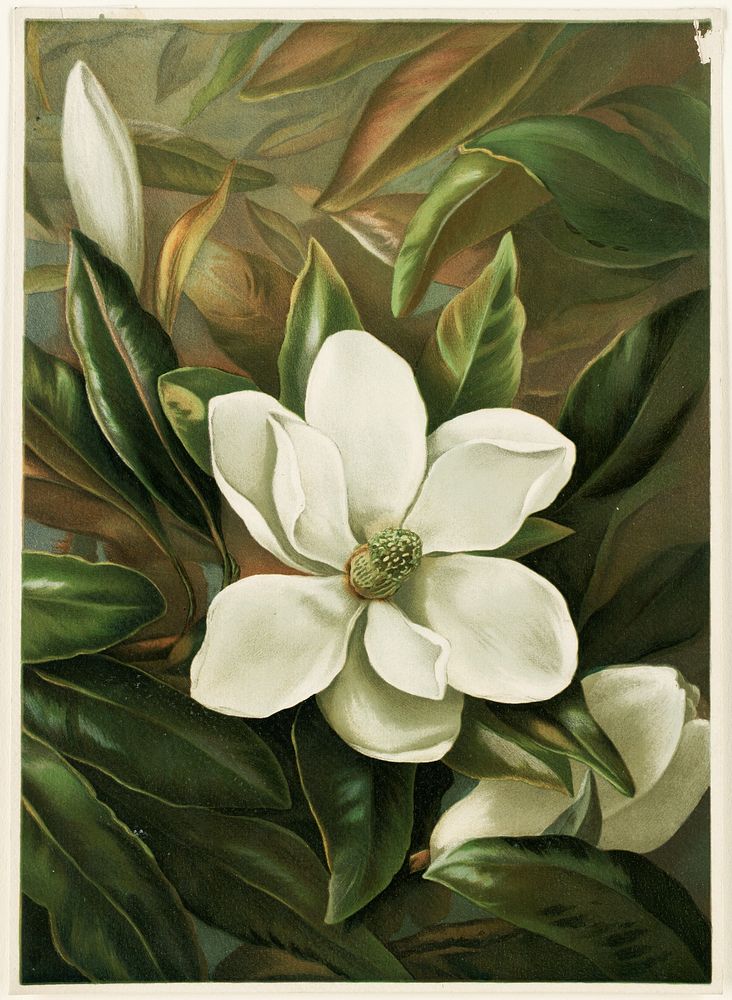             Magnolia grandiflora           by Ellen Thayer Fisher