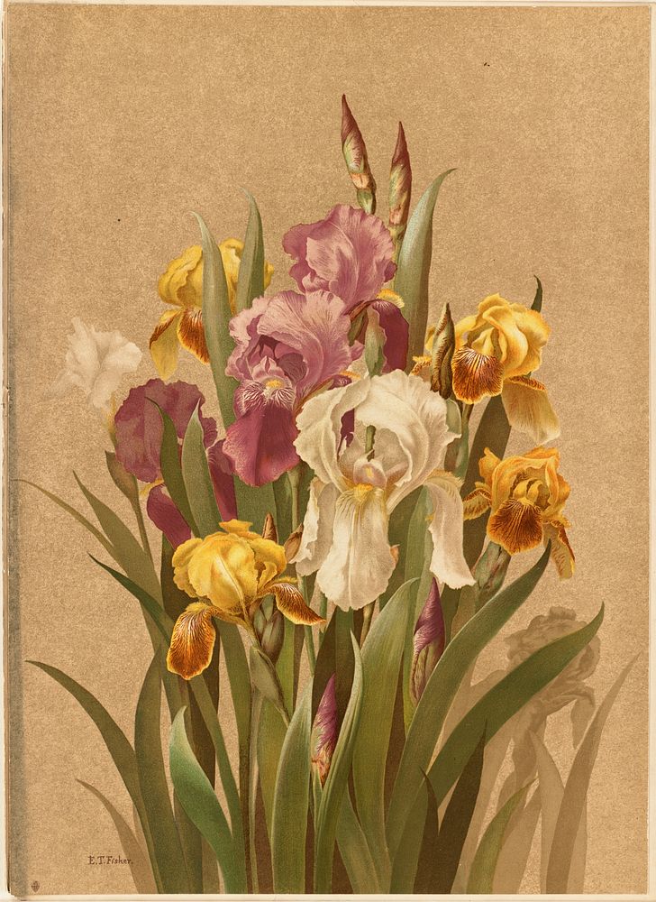             Fleur-de-Lis, no. 3           by Ellen Thayer Fisher