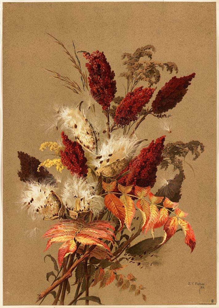            Sumac and milkweed           by Ellen Thayer Fisher