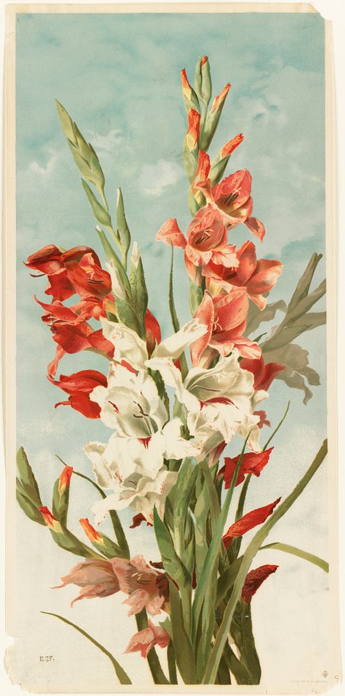             Gladiolus           by Ellen Thayer Fisher