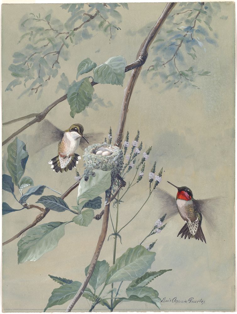             Plate 54: Ruby-throated Hummingbird           by Louis Agassiz Fuertes