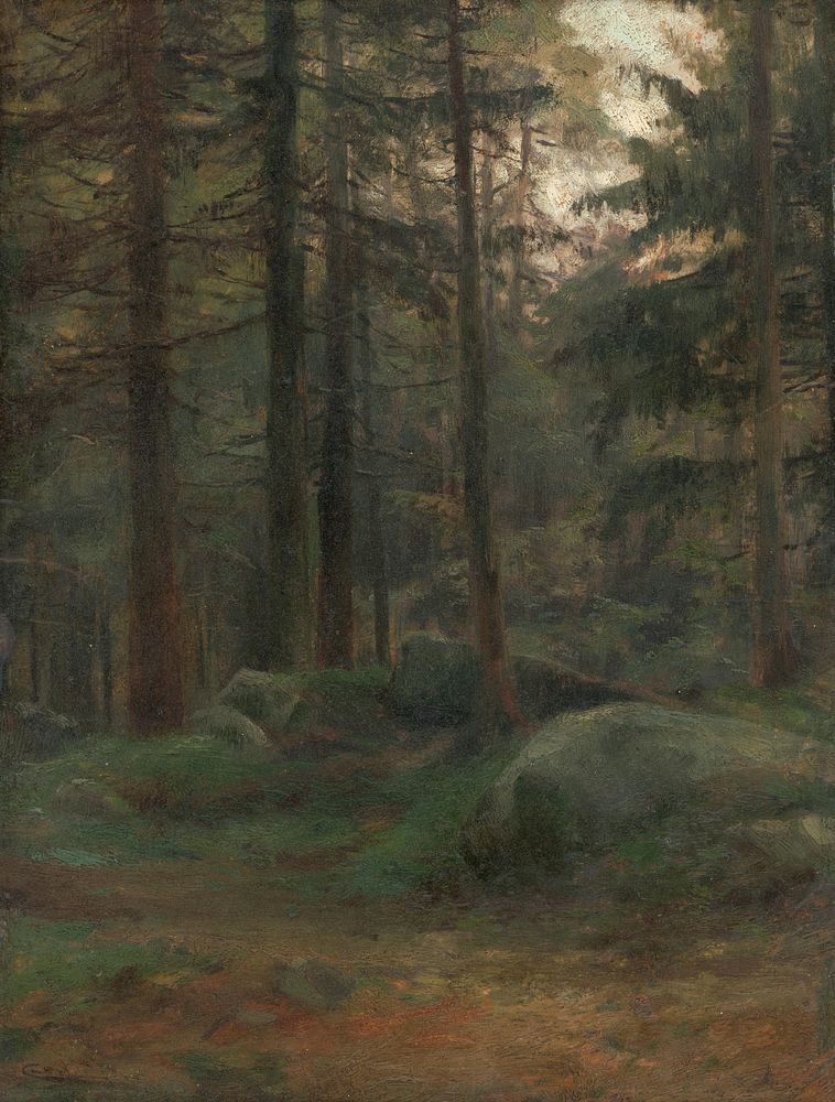 Interior of coniferous woods with rocks by Lajos Csordák