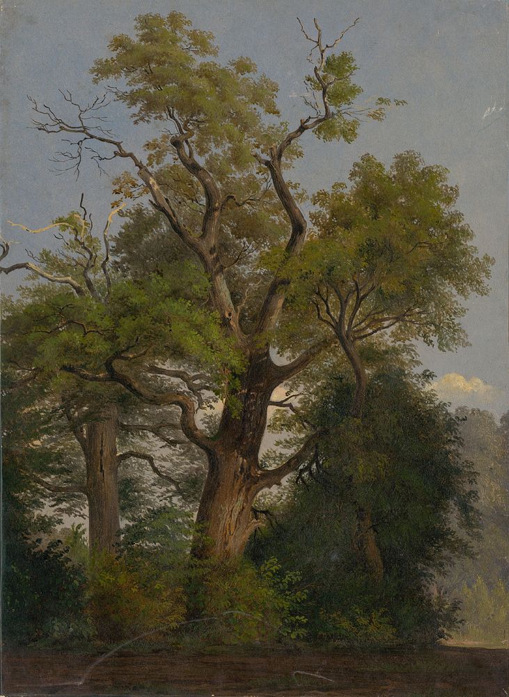 Trees  by Friedrich Carl von Scheidlin