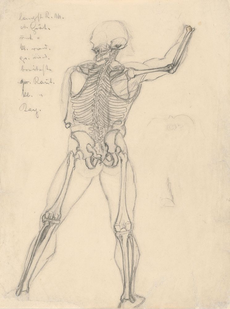 A study of the skeleton