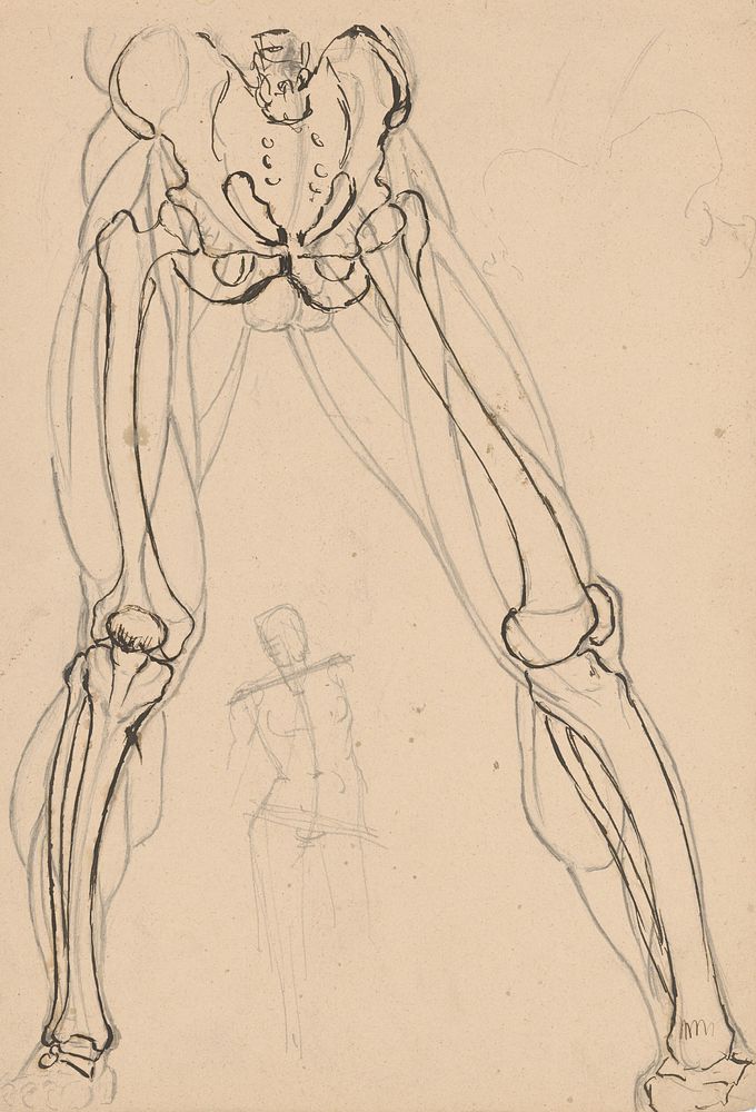 Study of the skeleton and musculature of the legs