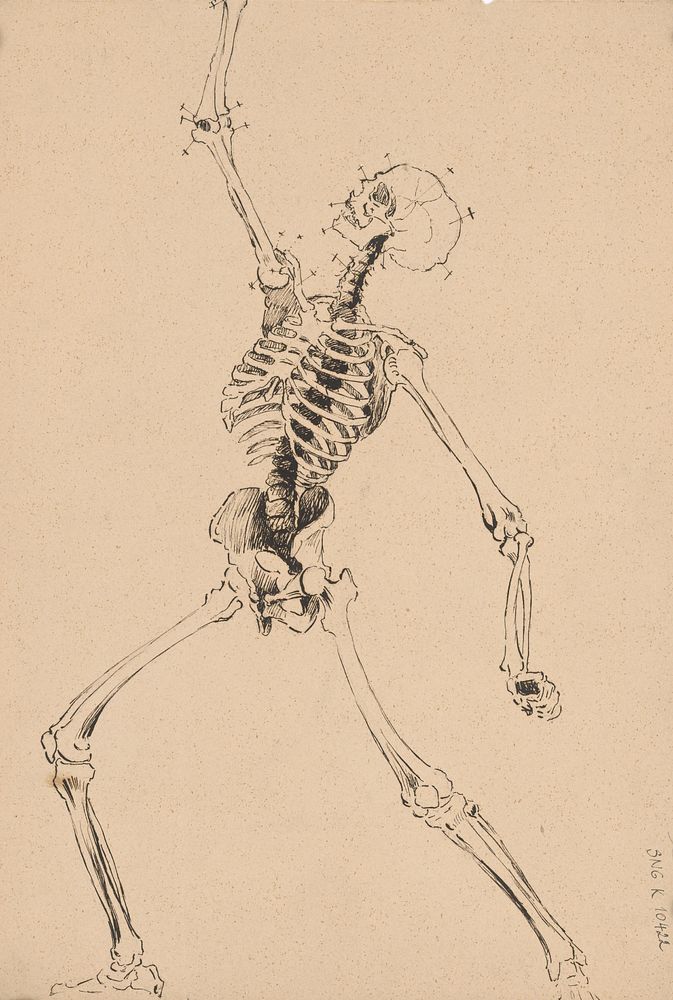 A study of the human skeleton