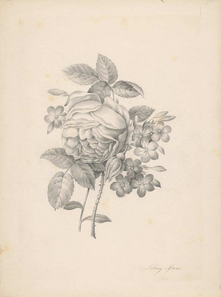 A sprig of roses and other flowers, Mária Libayová