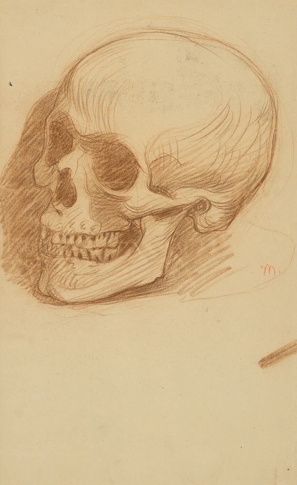 Skull study by Milan Thomka Mitrovský