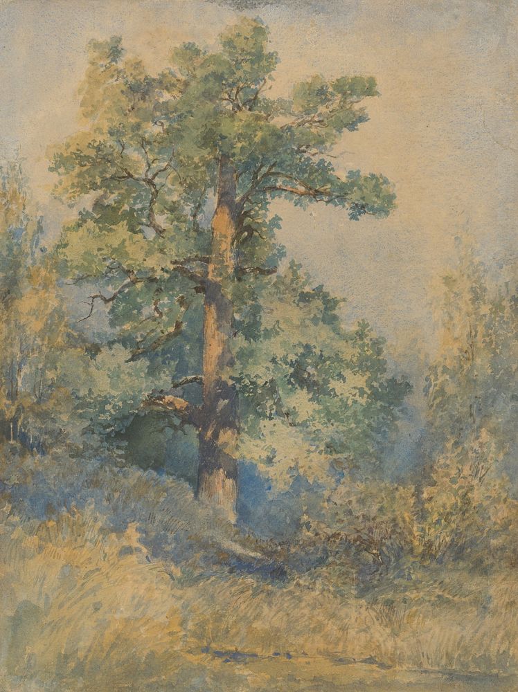 Sketch of a tree by László Mednyánszky