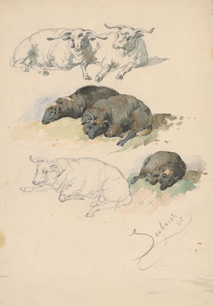 Study of rams and sheep by Friedrich Carl von Scheidlin by Friedrich Carl von Scheidlin