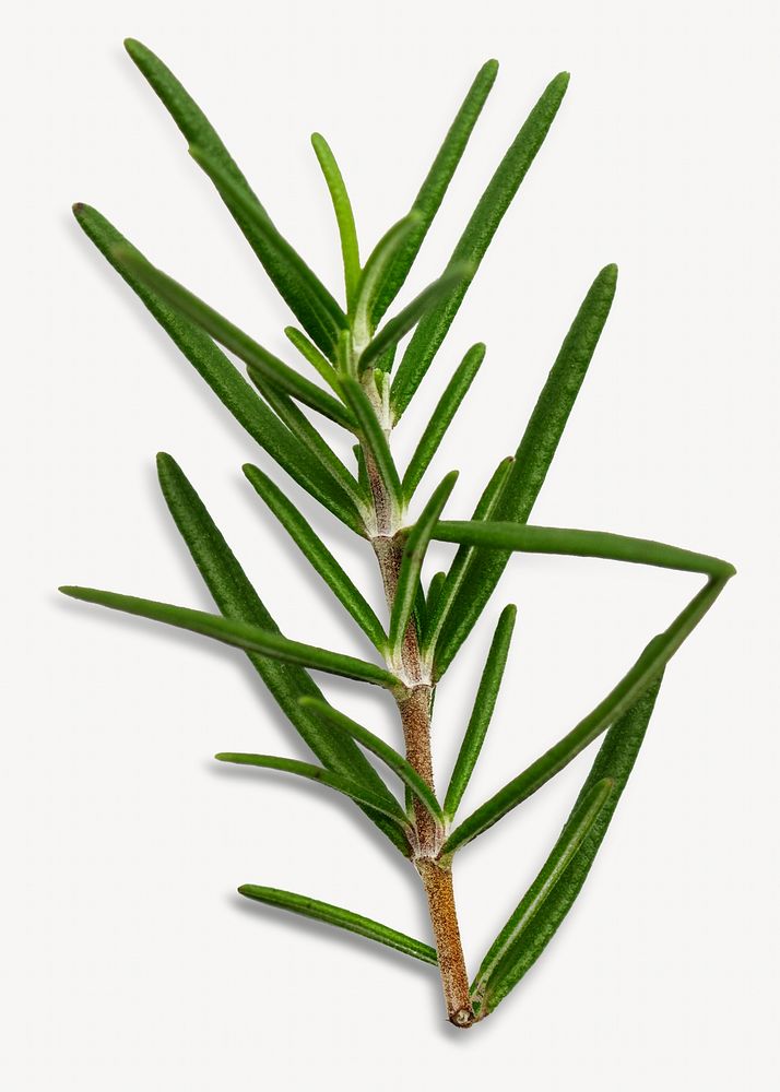 Rosemary herb isolated design