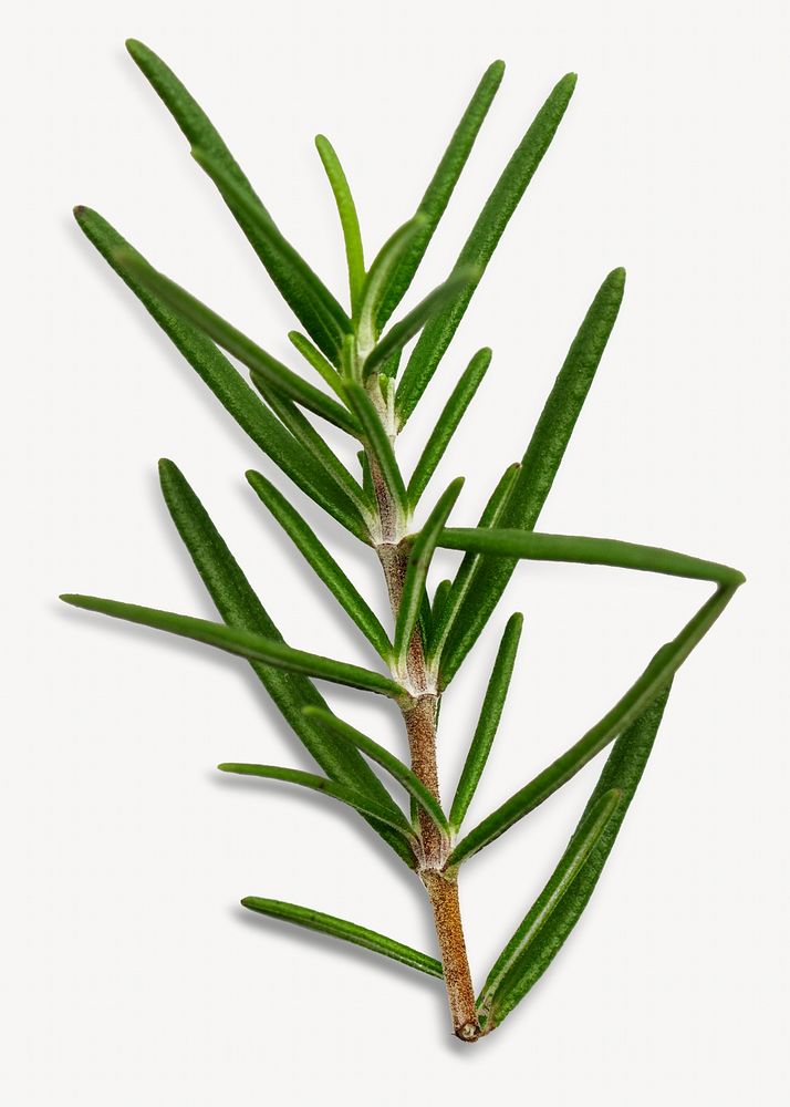 Rosemary herb isolated design Premium Photo rawpixel