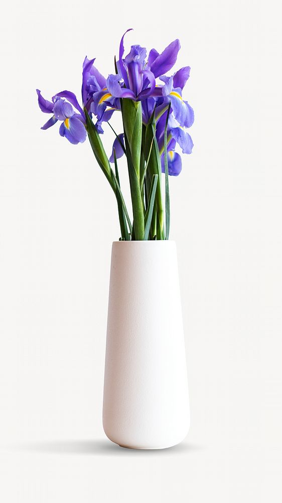 Purple flower in vase isolated image