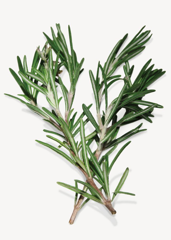 Rosemary branch herb collage element psd