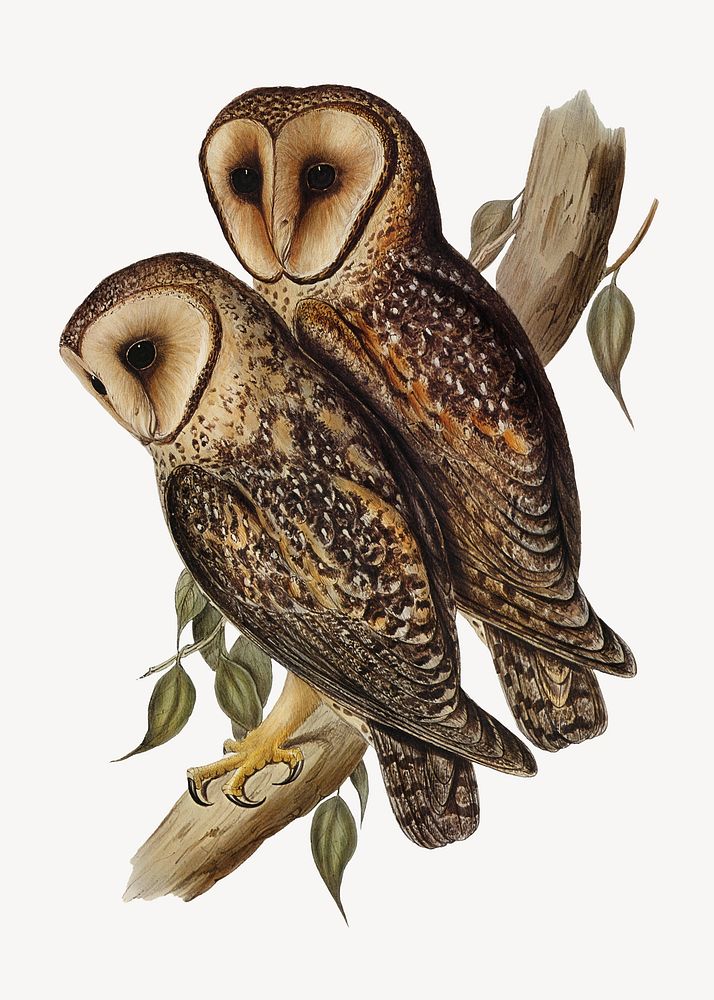 Masked barn owls bird, vintage animal illustration
