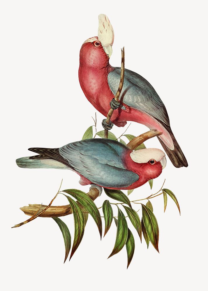 Rose-breasted Cockatoo bird, vintage animal illustration