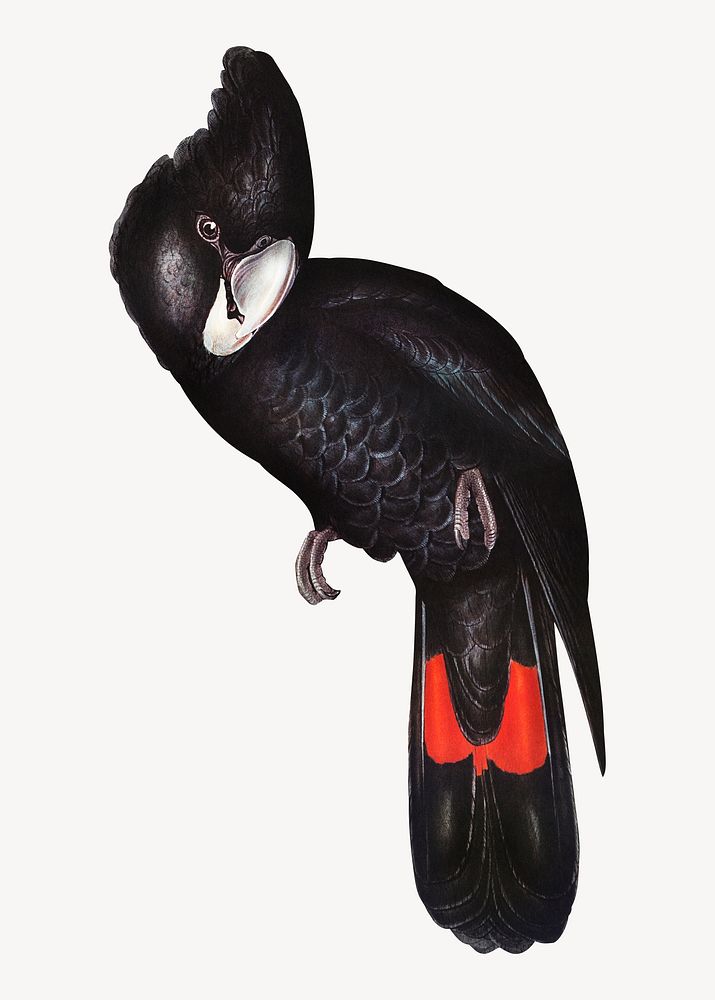 Great-billed black cockatoo vintage bird collage element psd