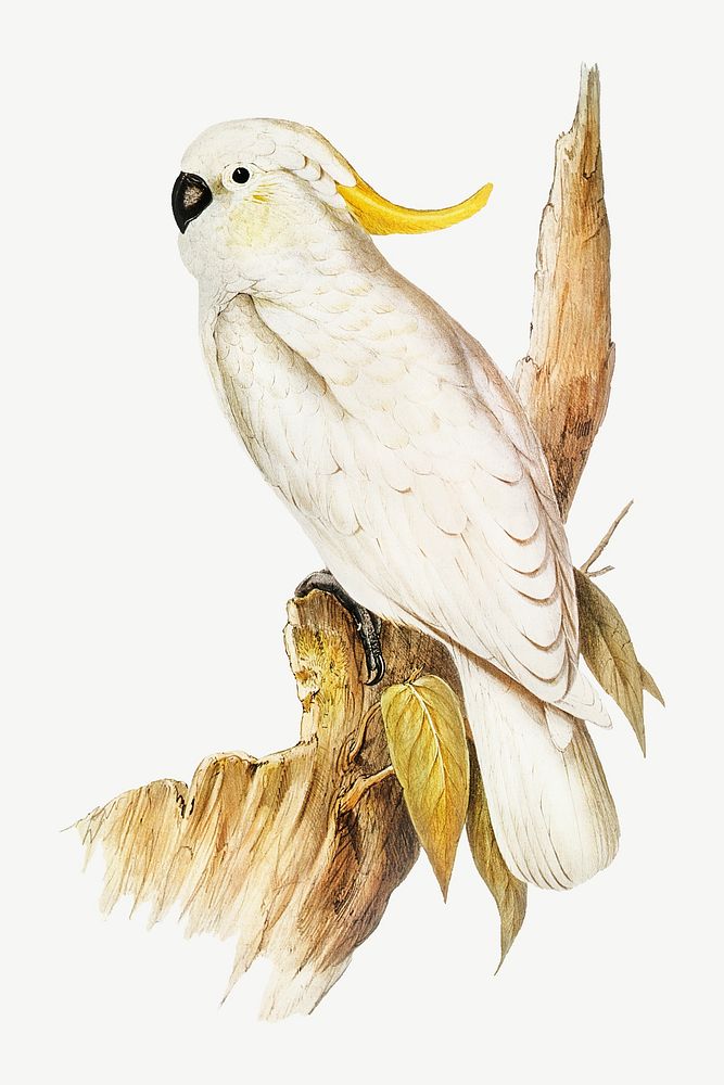 Crested cockatoo bird, vintage animal collage element psd