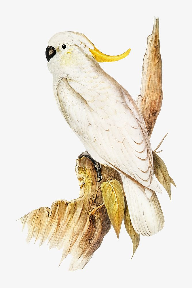 Crested cockatoo bird, vintage animal illustration