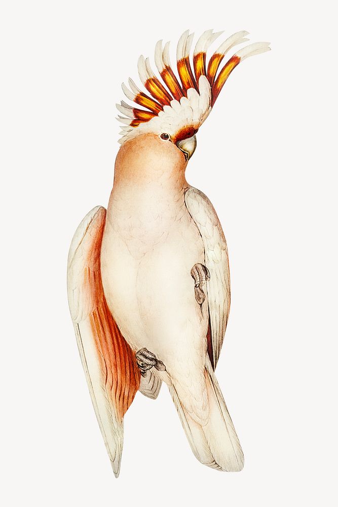 Leadbeater's cockatoo vintage bird collage element psd