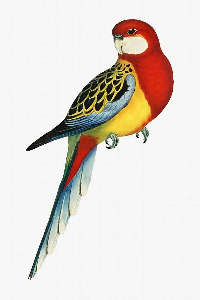 Rose-hill parakeet bird, vintage animal illustration