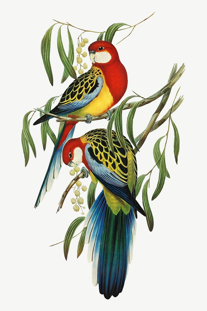 Rose-hill parakeet bird, vintage animal collage element psd
