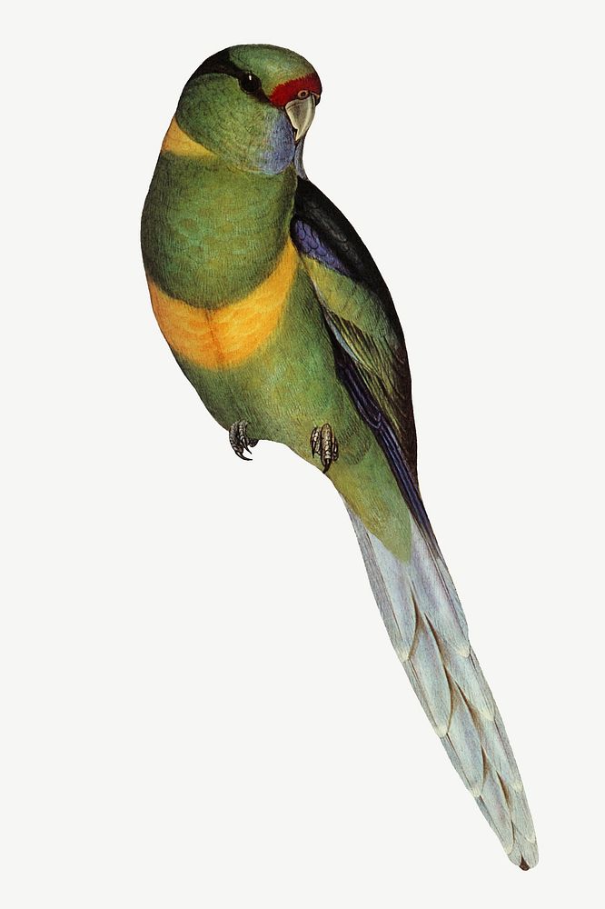 Barnard's parakeet bird, vintage animal collage element psd