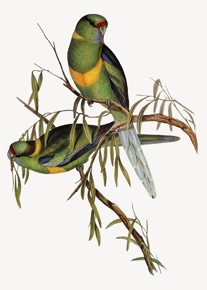 Barnard's parakeet bird, vintage animal illustration