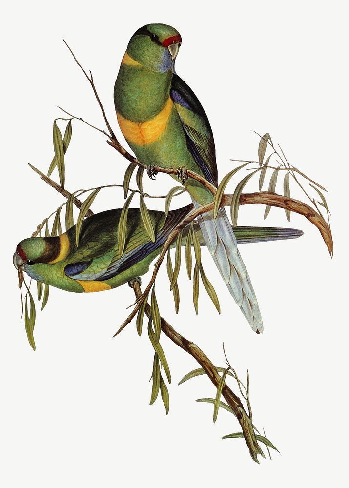 Barnard's parakeet bird, vintage animal collage element psd