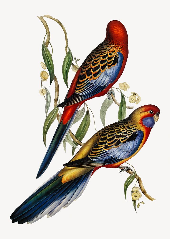 Adelaide parakeet bird, vintage animal illustration