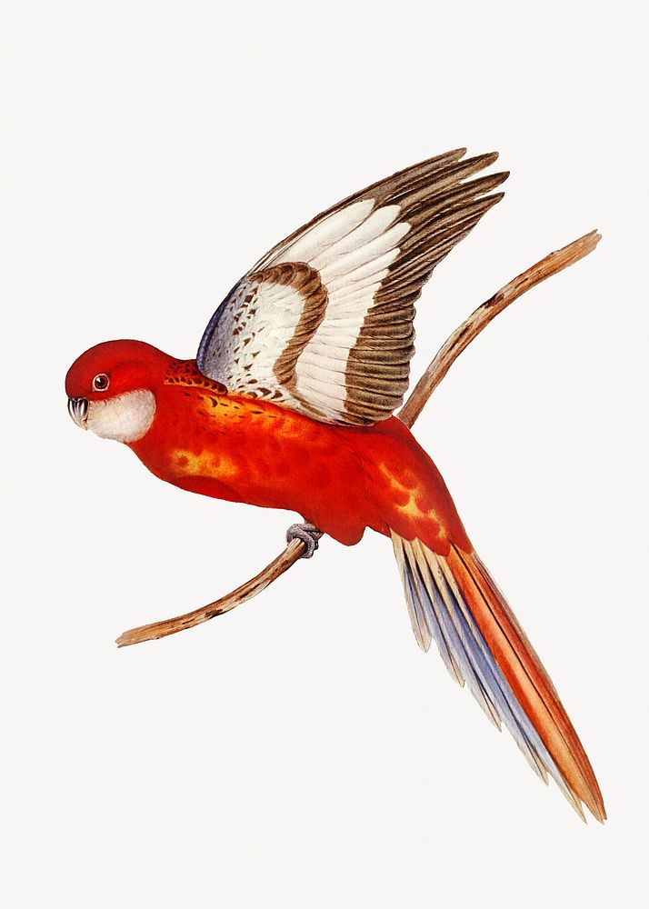 Fiery parakeet bird, vintage animal illustration