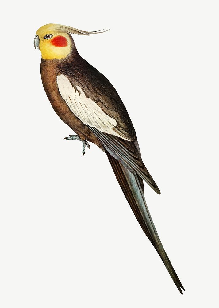 Cockatoo parakeet bird, vintage animal collage element psd