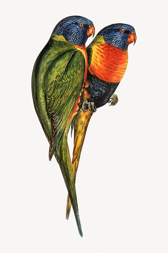 Swainson's lorikeet, vintage bird illustration