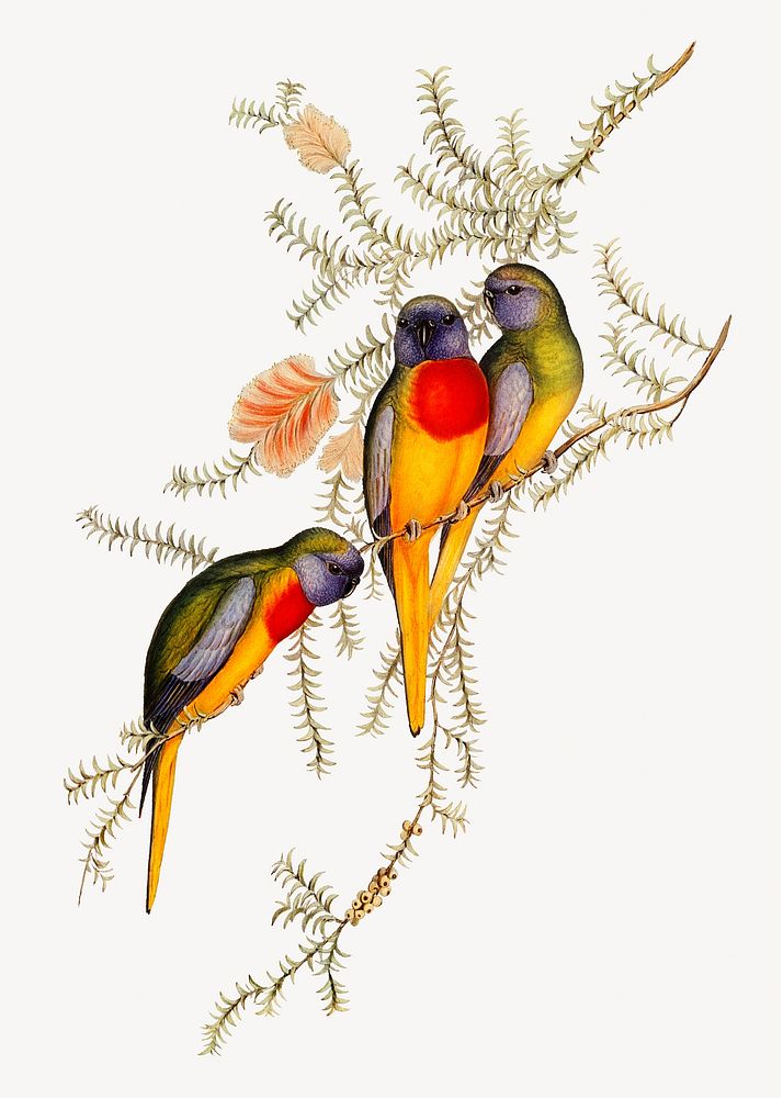 Splendid grass-parakeet bird, vintage animal illustration