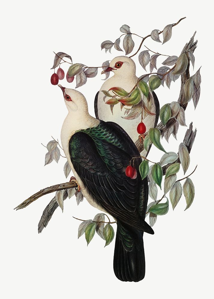 White-headed fruit pigeon bird, vintage animal collage element psd