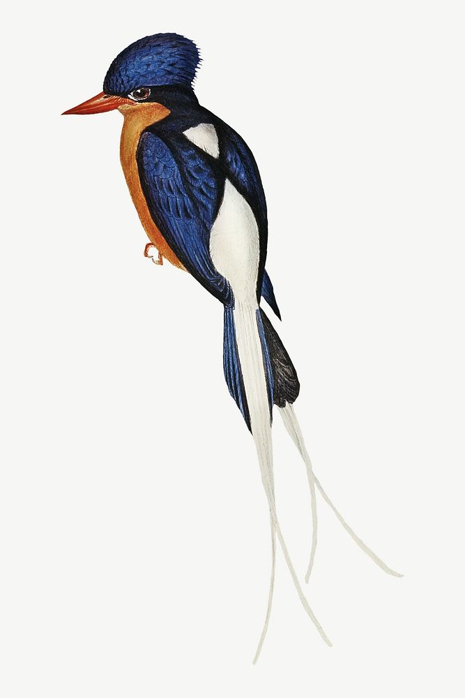 White-tailed kingfisher bird, vintage animal collage element psd