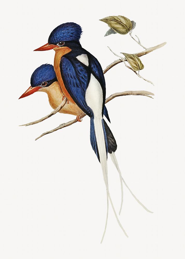 White-tailed kingfisher bird, vintage animal illustration